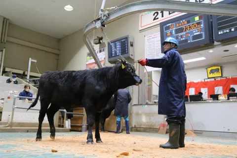 平均価格２１万円高　<br>和牛子牛初せり