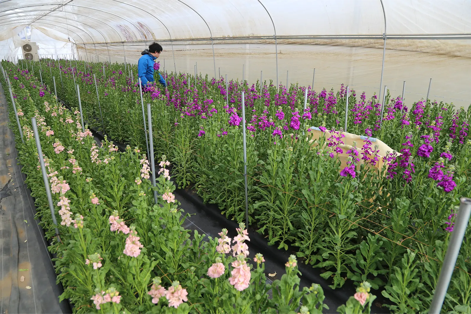 圃場で作業する様子