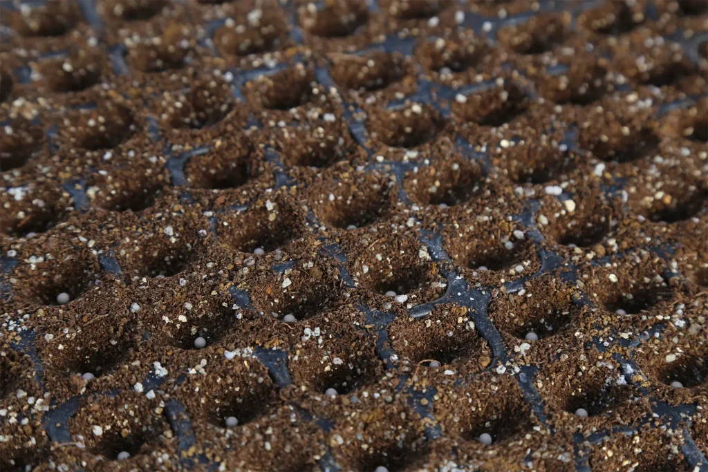 播種作業のようす