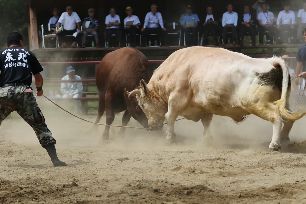 平庭闘牛大会の様子