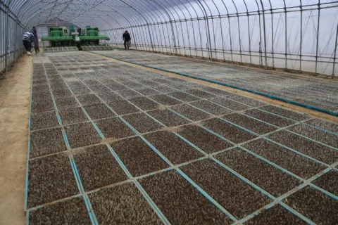 水稲播種作業進む　<br>昨年上回る８万箱