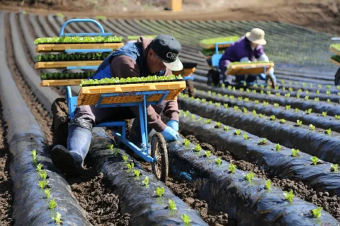 「奥中山高原レタス」定植　<br>５～１０月出荷で１０億円目標