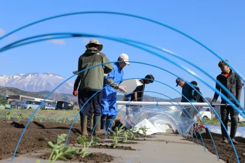 「滝沢すいか」苗定植　<br>７月下旬から出荷へ