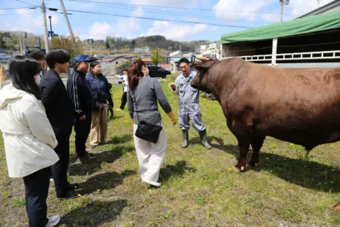 「岩手短角和牛」の旬祝う　<br>短角牛と触れ合い理解深める
