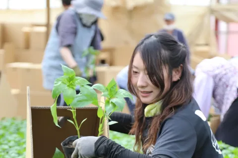 ピーマン苗生産者へ　<br>１２万本の出荷を予定