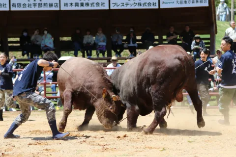 平庭闘牛大会わかば場所で７頭デビュー　<br>いざ全国闘牛サミットへ