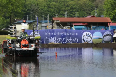 県オリジナル品種「白銀のひかり」　<br>作付け拡大、田植えスタート