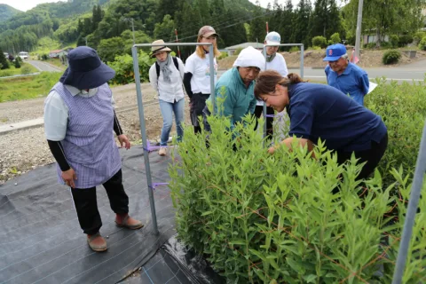 リンドウ全圃場を巡回　<br>生育状況など確認