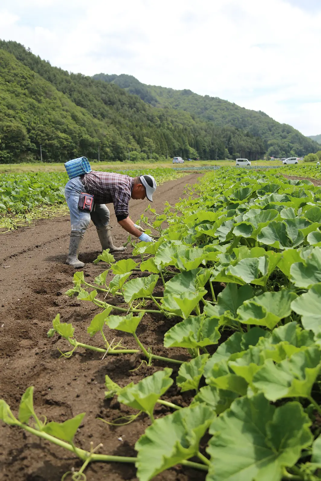 農場の様子