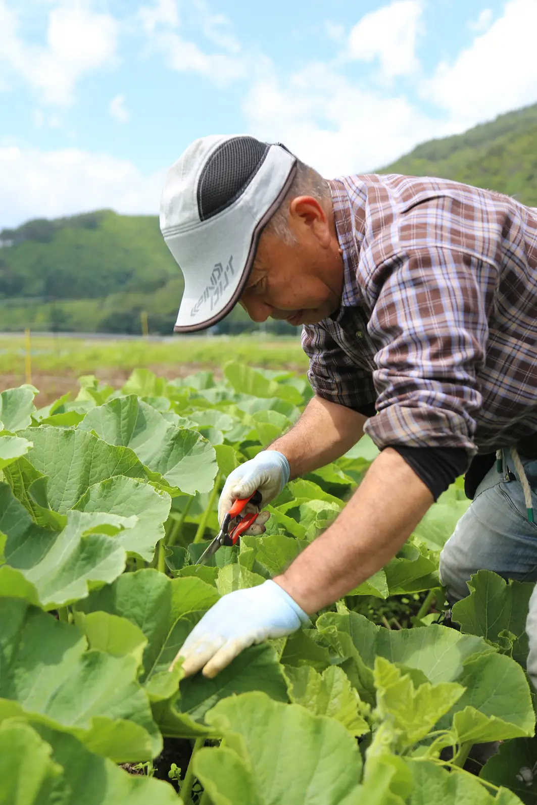 農場の様子