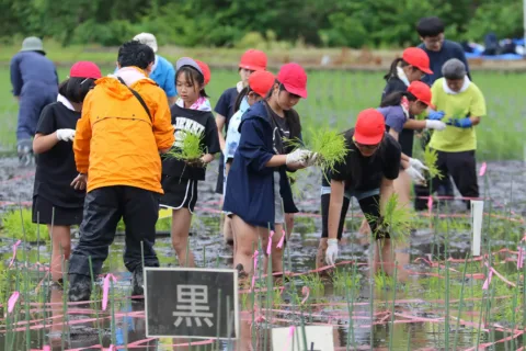 田んぼアート田植え　<br>７月中旬に見頃