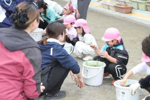 バケツを使った米作り　<br>園児が苗を植え付け