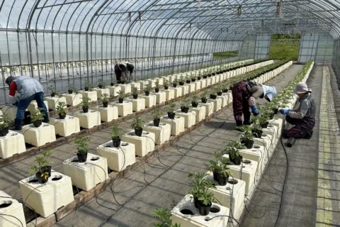 「アンジェレ」で経営安定　<br>調整作業も効率化