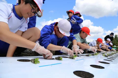 生産拡大するリンドウを学ぶ　<br>児童らが定植体験