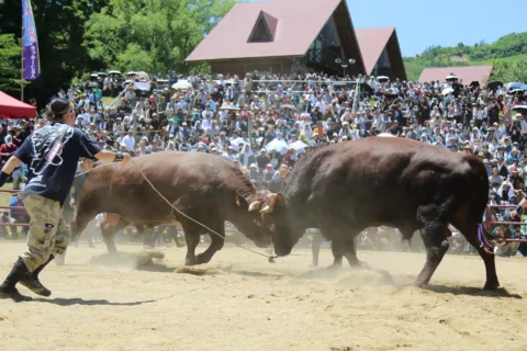 １０年ぶり開催「全国闘牛サミット」に３０００人　<br>熱戦に歓声上がる