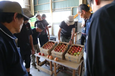 規格統一で良質トマトを　<br>出荷規格目揃い会