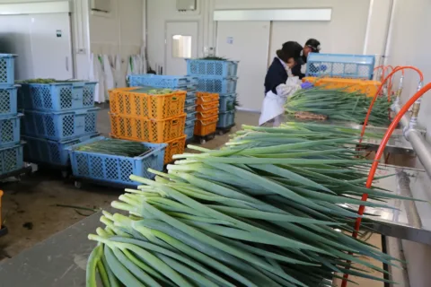 新出荷貯蔵施設稼働で高品質出荷　<br>九条ネギ出荷始まる