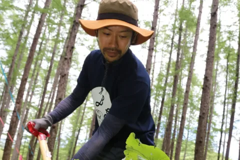 原料用畑ワサビ出荷　<br>日本一の産地を協力隊が後押し