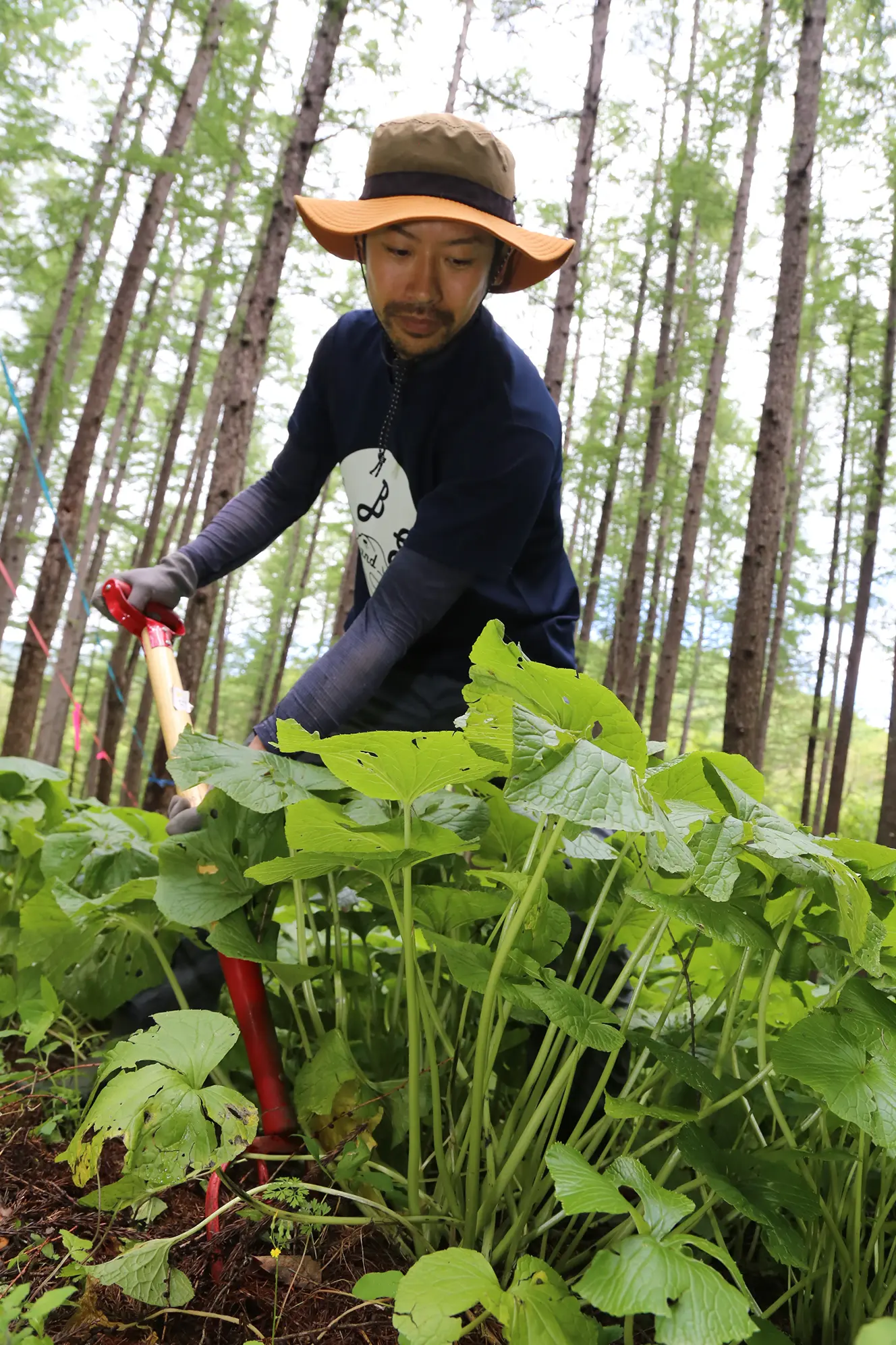 原料用畑ワサビ出荷 <br>日本一の産地を協力隊が後押し | JA新いわて