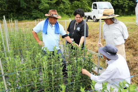 「安代りんどう」圃場を一斉巡回　<br>岩手県八幡平市