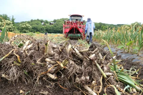 特産ニンニク産地化へ　<br>八幡平バイオレット収穫最盛