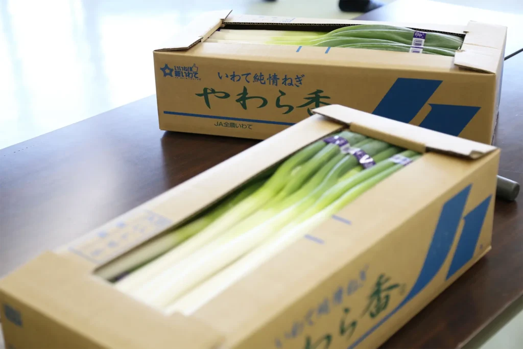 出荷前のねぎ