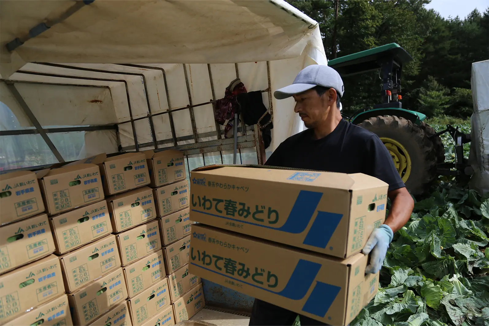 キャベツを出荷する様子
