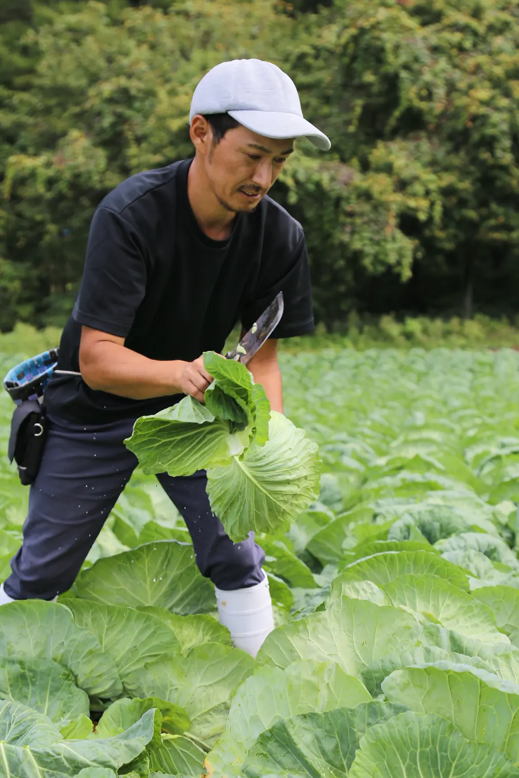 キャベツを出荷する様子