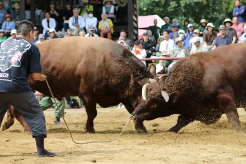 迫力の闘牛にファン歓声　<br>平庭闘牛大会しらかば場所