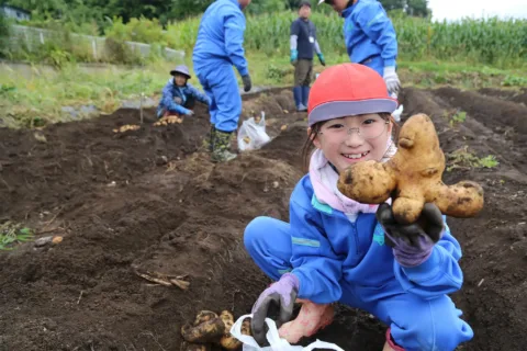 ジャガイモ収穫体験　<br>岩手町立一方井小学校
