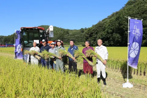 達増知事が稲刈り　<br>デビュー２年目「白銀のひかり」ＰＲ