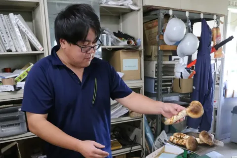 旬のおいしさと香り楽しんで　<br>マツタケ出荷が最盛