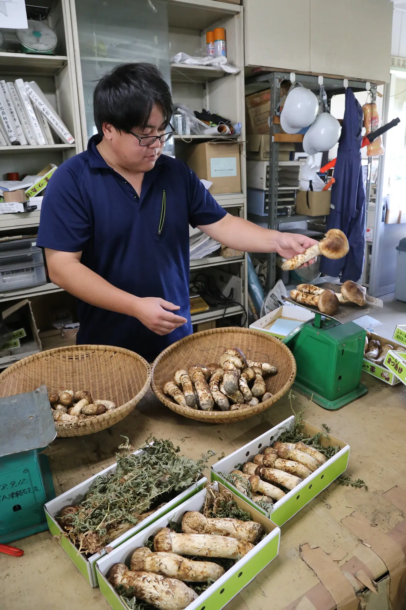 新鮮 マツタケ 8個　三陸産今朝取れ 新鮮 マツタケ 8個 三陸産今朝取れ 【公式通販】