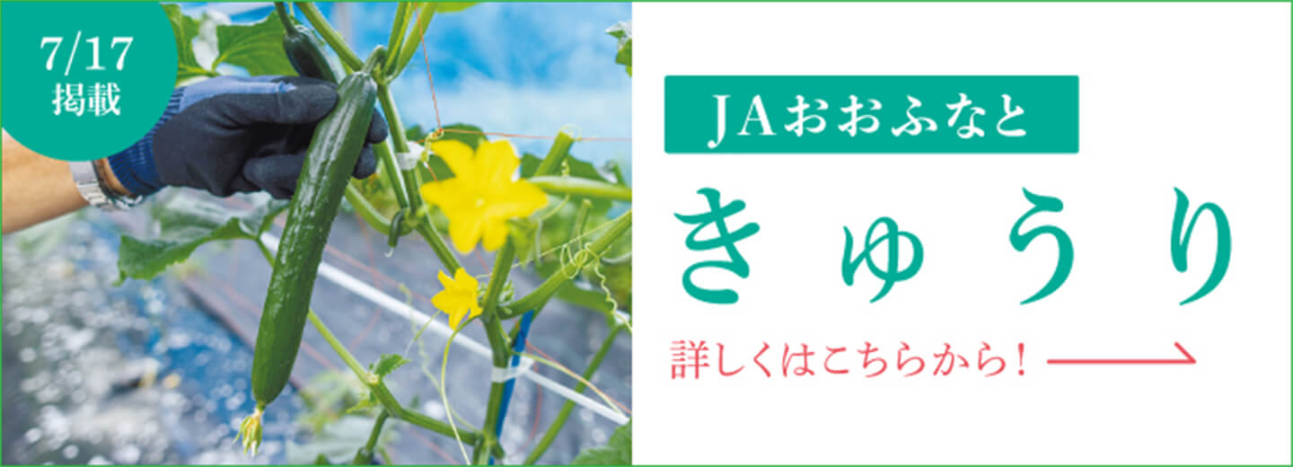 7月17日掲載 JAおおふなと きゅうり 詳しくはこちらから！
