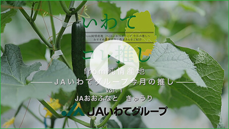 7月17日掲載 JAおおふなと きゅうり YouTube動画はこちらから！